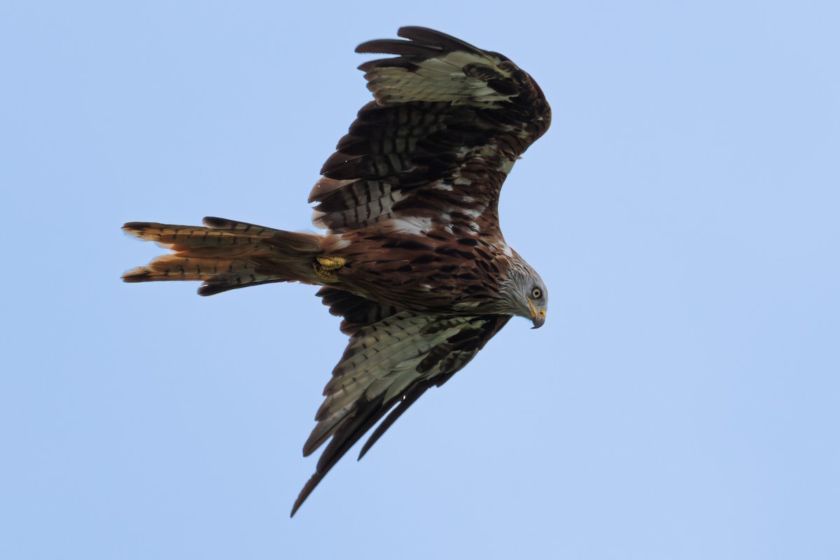 Red Kite - ML642988873