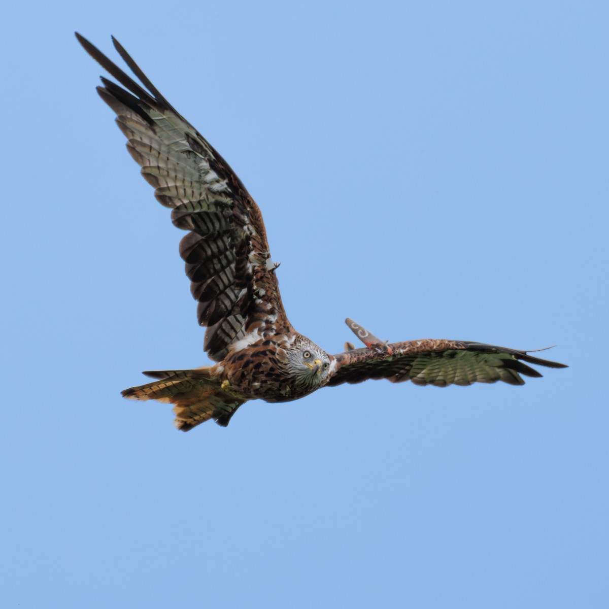 Red Kite - ML642988874