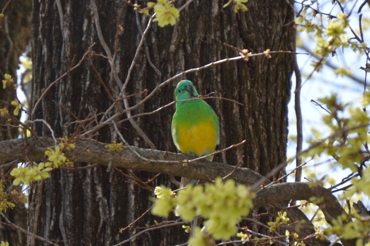Red-rumped Parrot - ML642988875