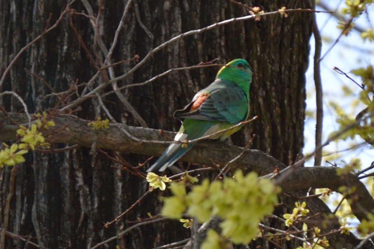Red-rumped Parrot - ML642988876