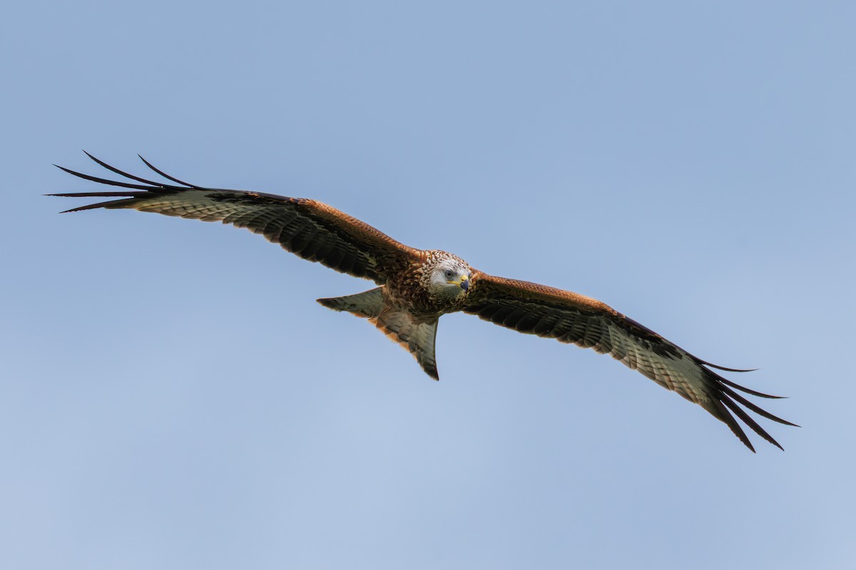 Red Kite - ML642988877
