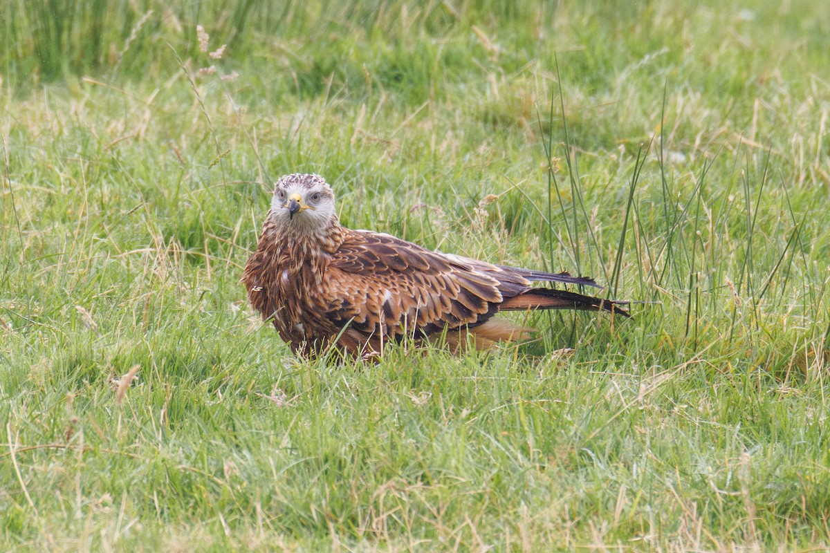 Red Kite - ML642988879