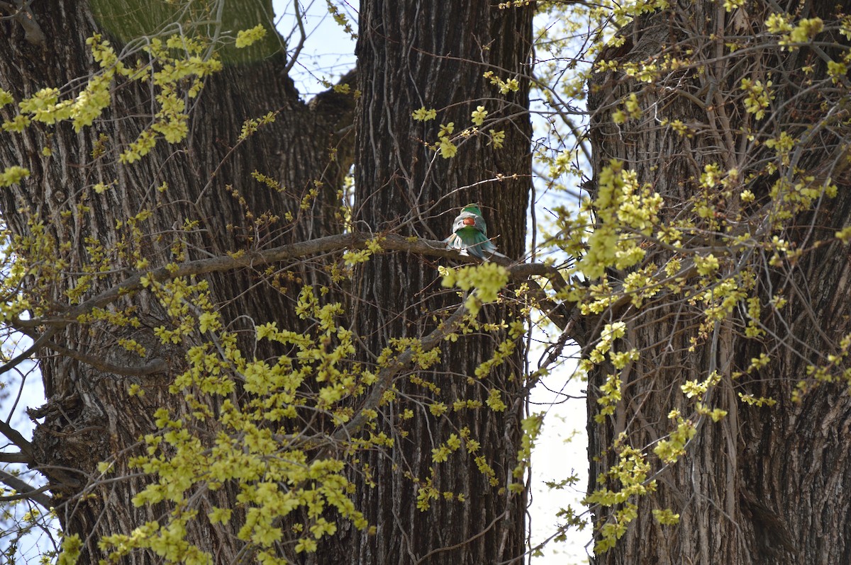 Red-rumped Parrot - ML642988880