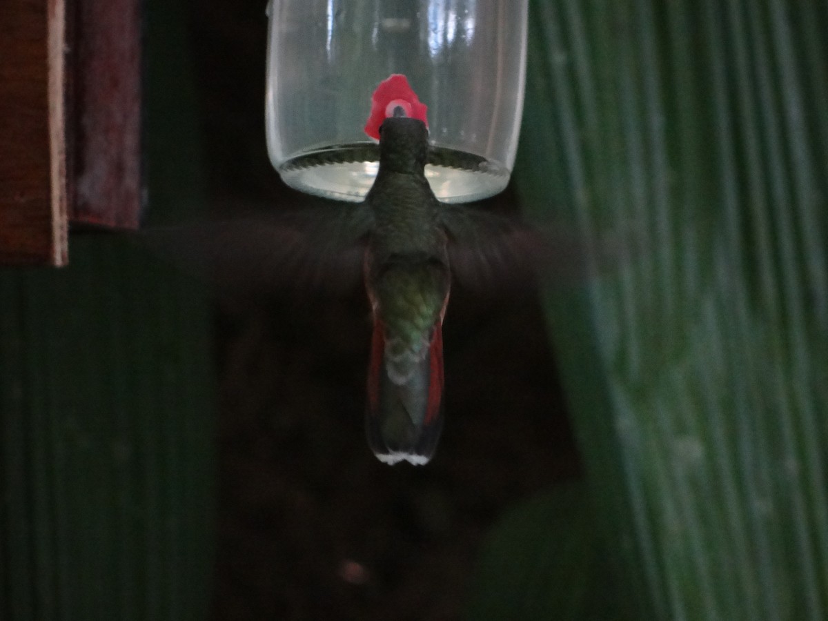 Rufous-breasted Hermit - ML642988882