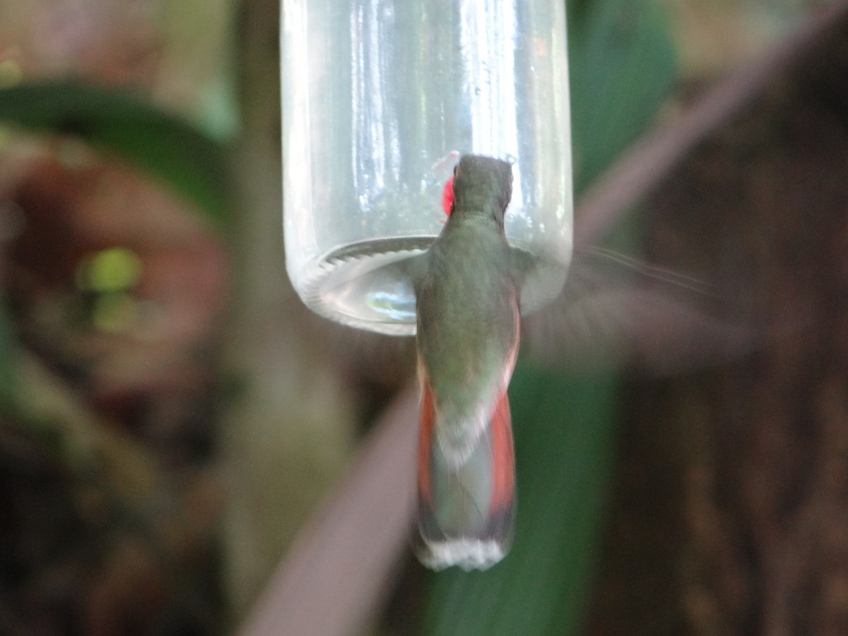 Rufous-breasted Hermit - ML642988883