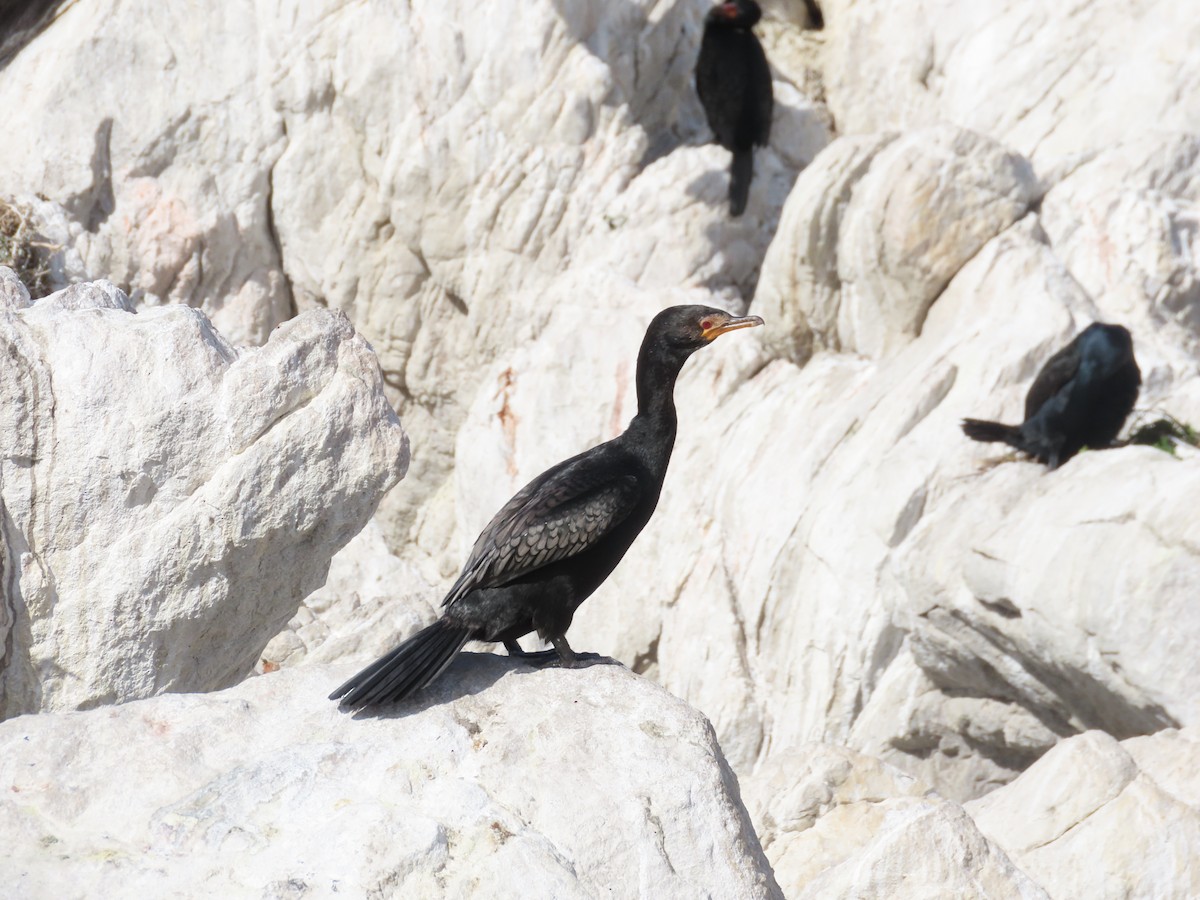 Crowned Cormorant - ML642988891