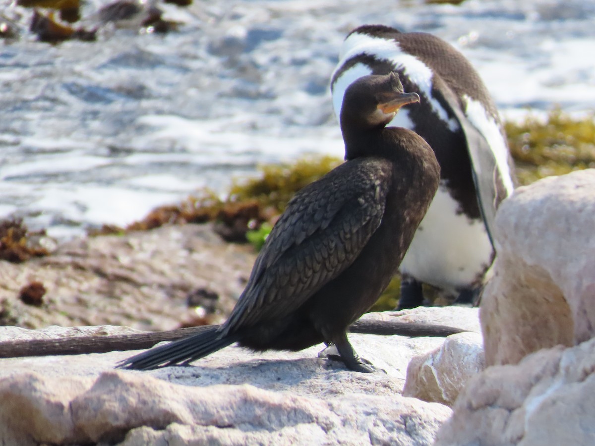 Crowned Cormorant - ML642988893