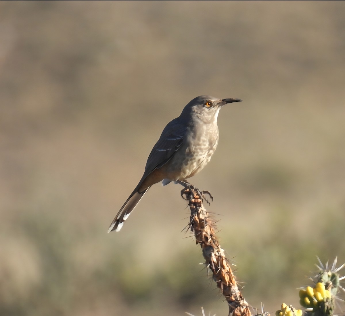 Curve-billed Thrasher (curvirostre Group) - ML642988913