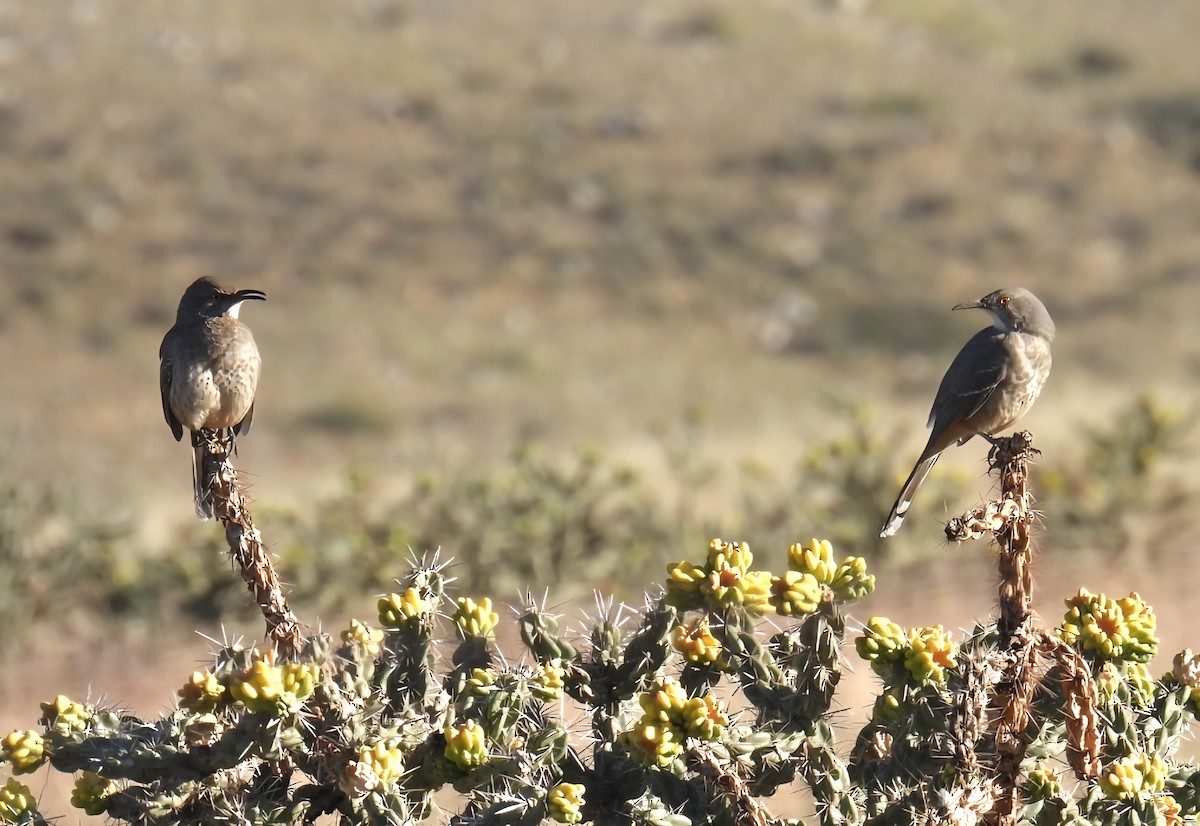 Curve-billed Thrasher (curvirostre Group) - ML642988914