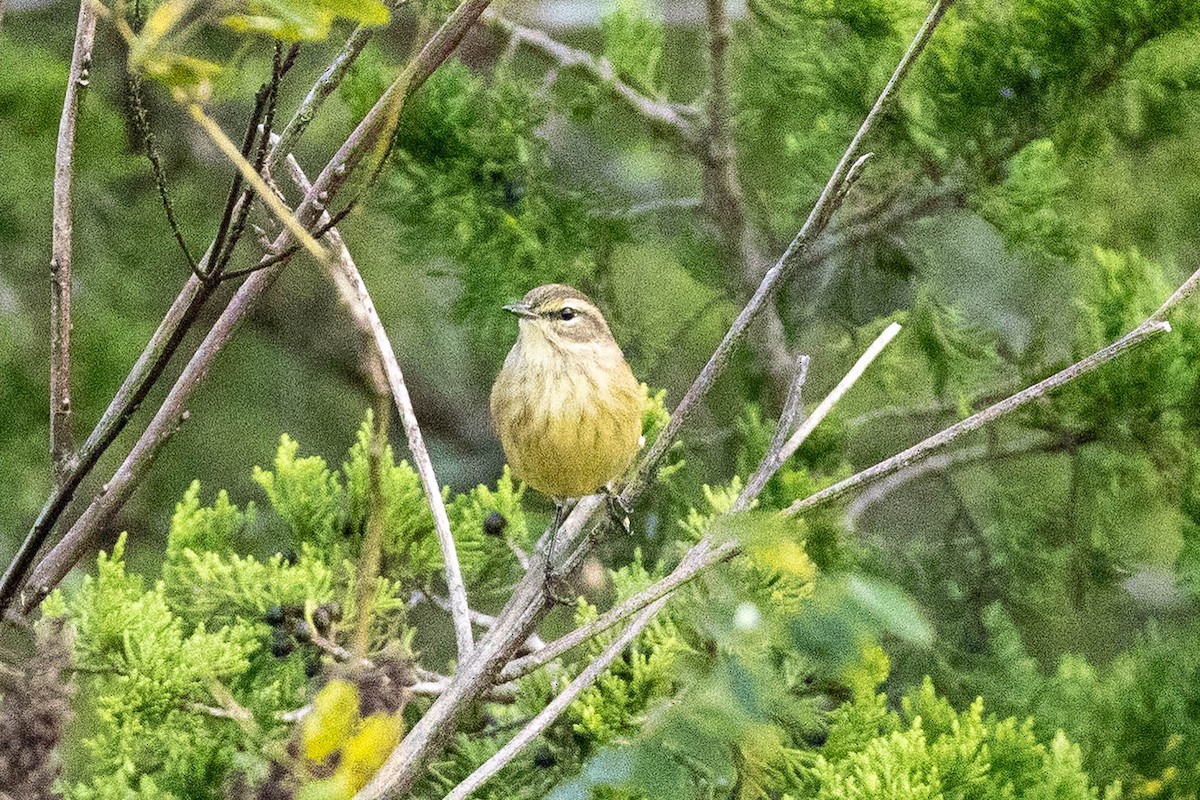 ヤシアメリカムシクイ（palmarum） - ML642988918