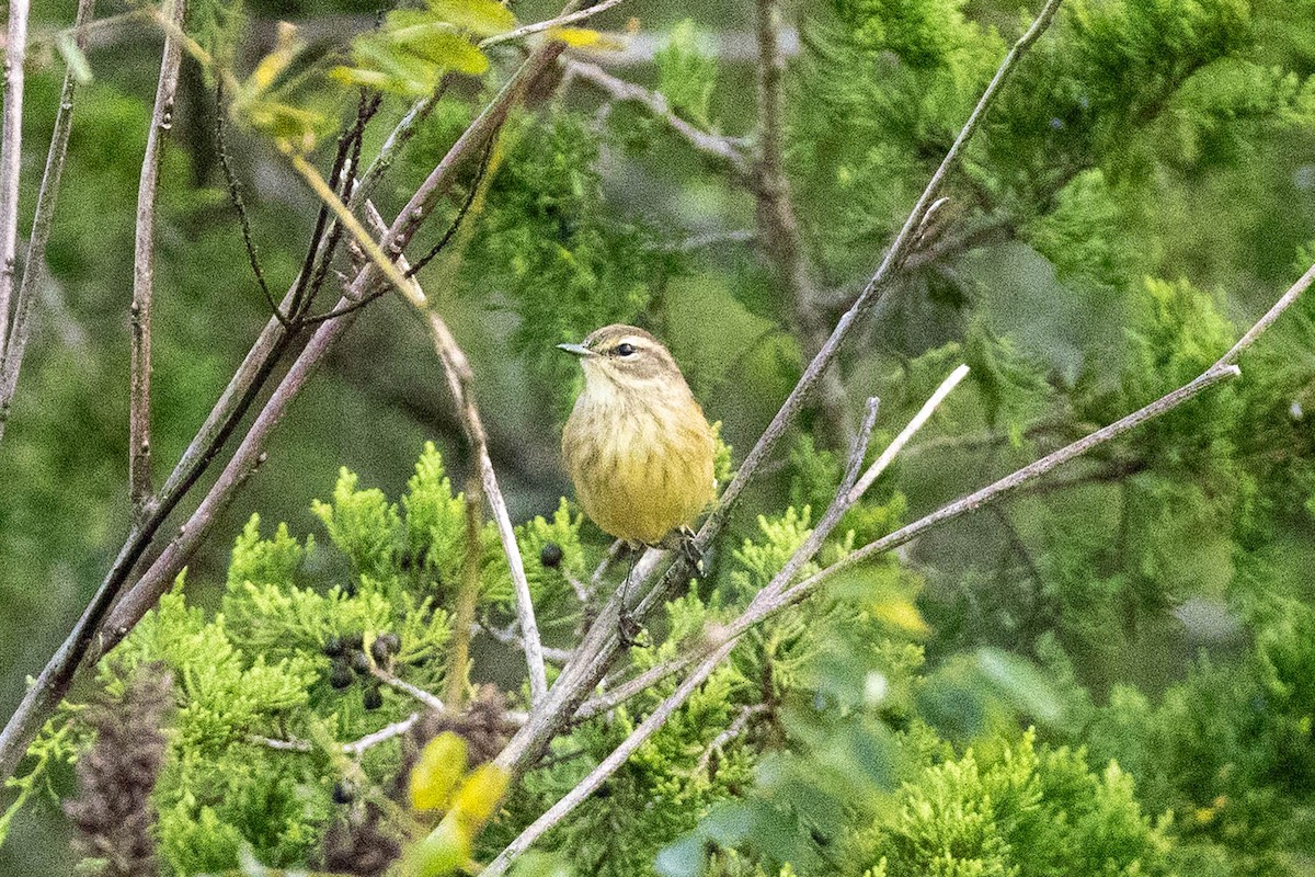 ヤシアメリカムシクイ（palmarum） - ML642988923