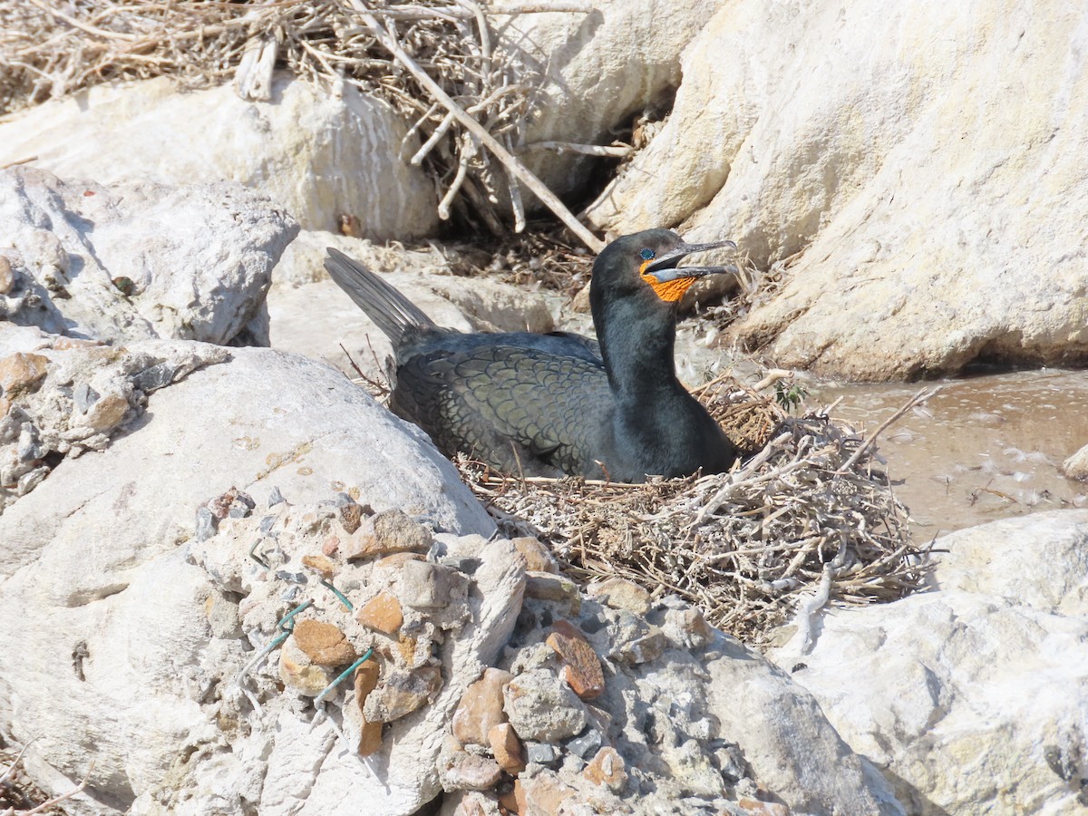 Cape Cormorant - ML642988928