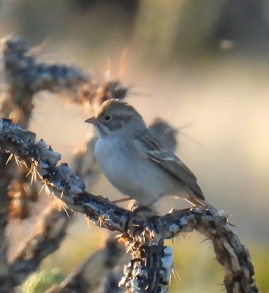 Brewer's Sparrow - ML642988930