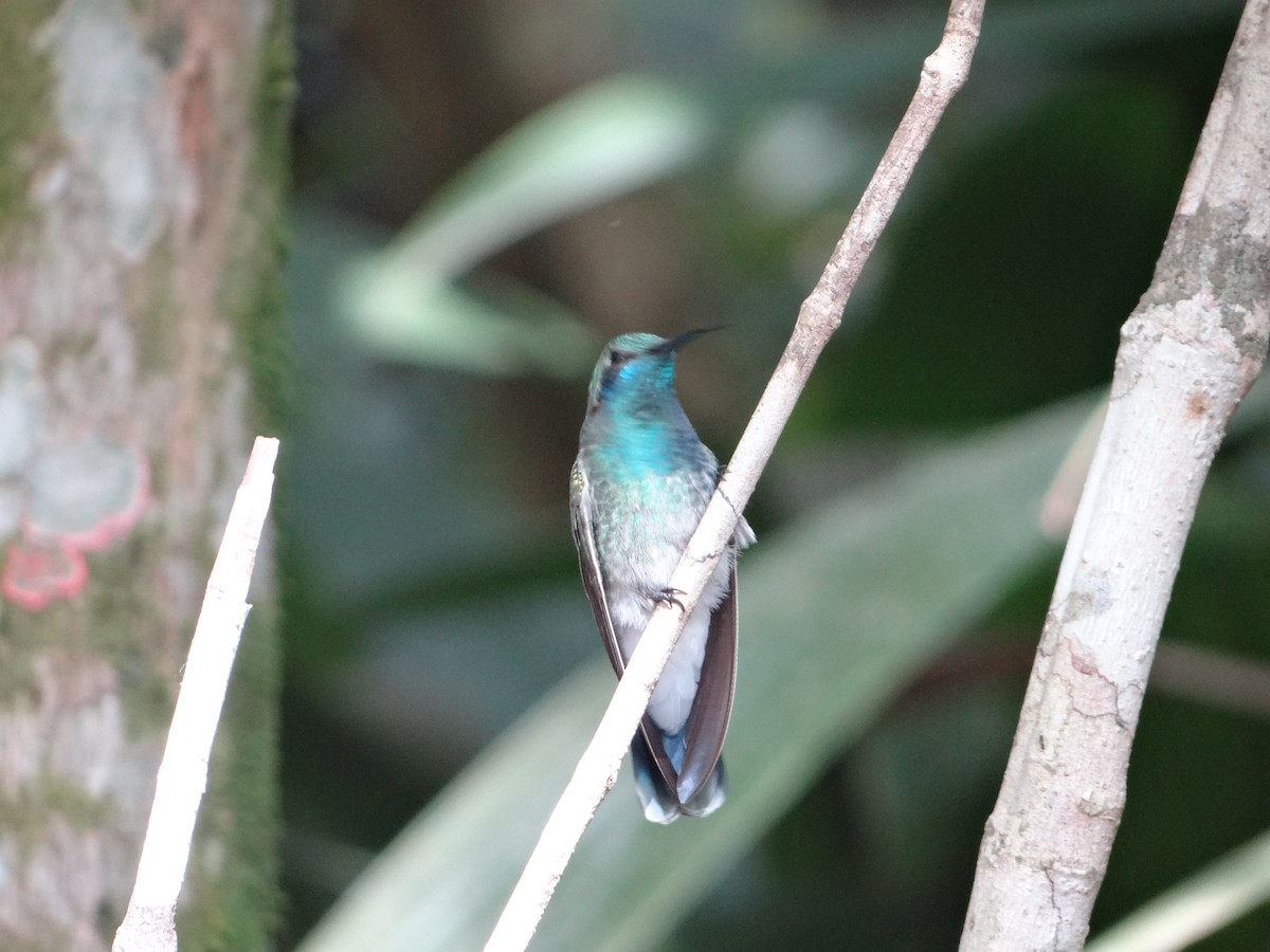 White-vented Violetear - ML642988932