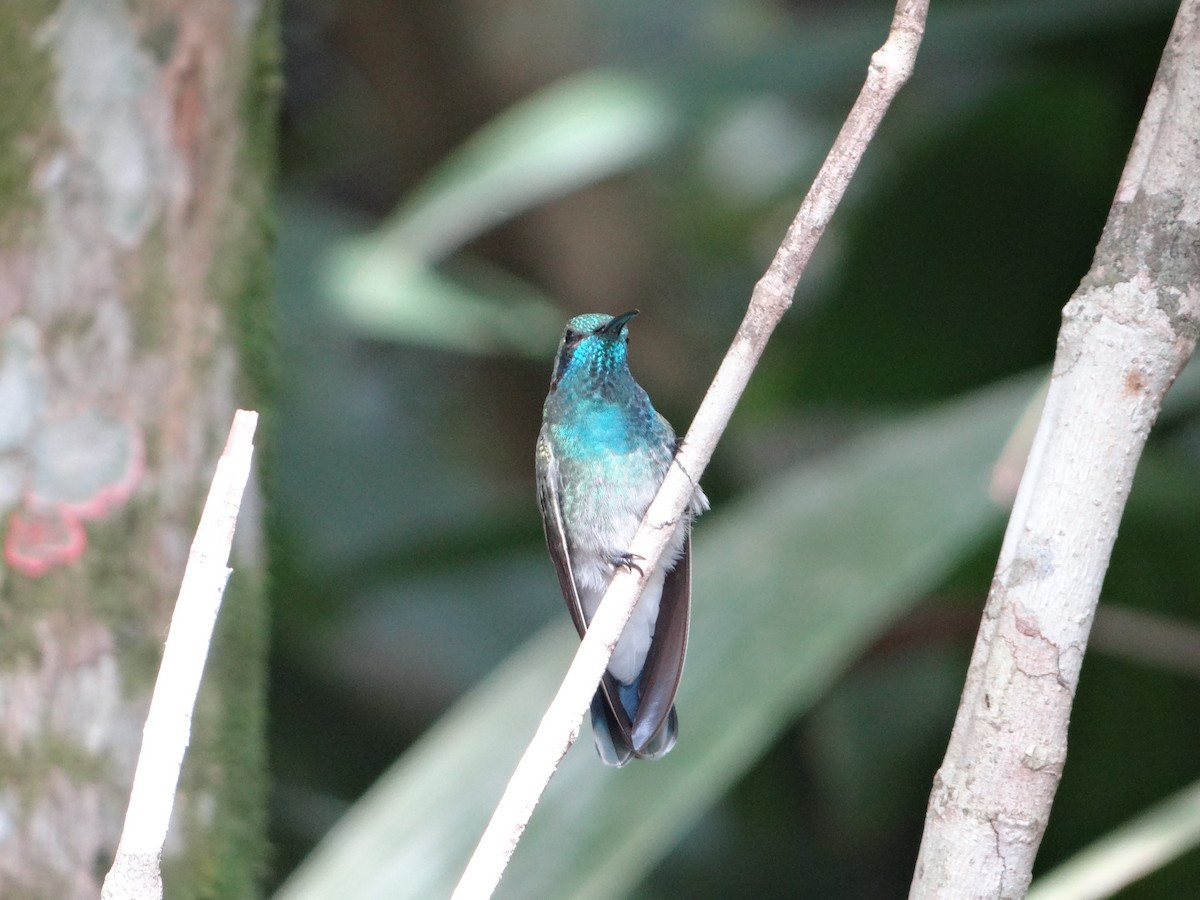 White-vented Violetear - ML642988933