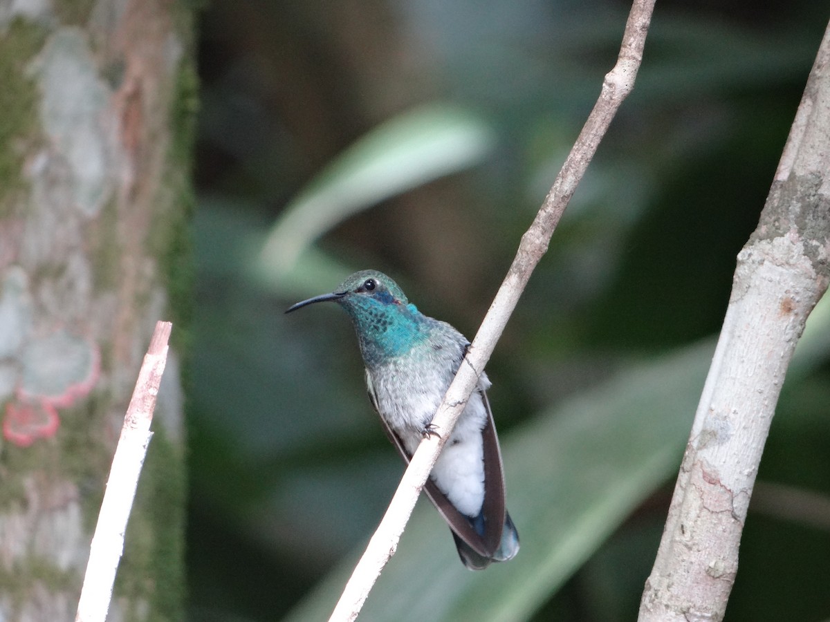 White-vented Violetear - ML642988934