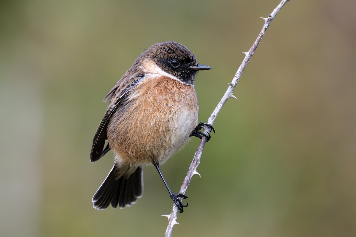European Stonechat - ML642988947