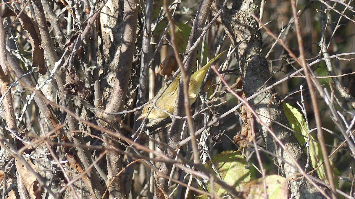 Common Yellowthroat - ML642988953