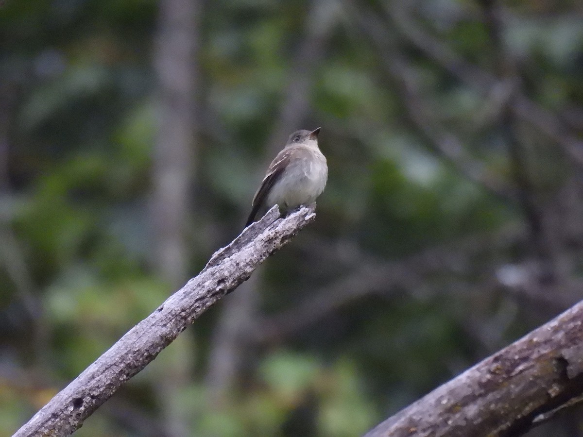 Eastern Wood-Pewee - ML642988977
