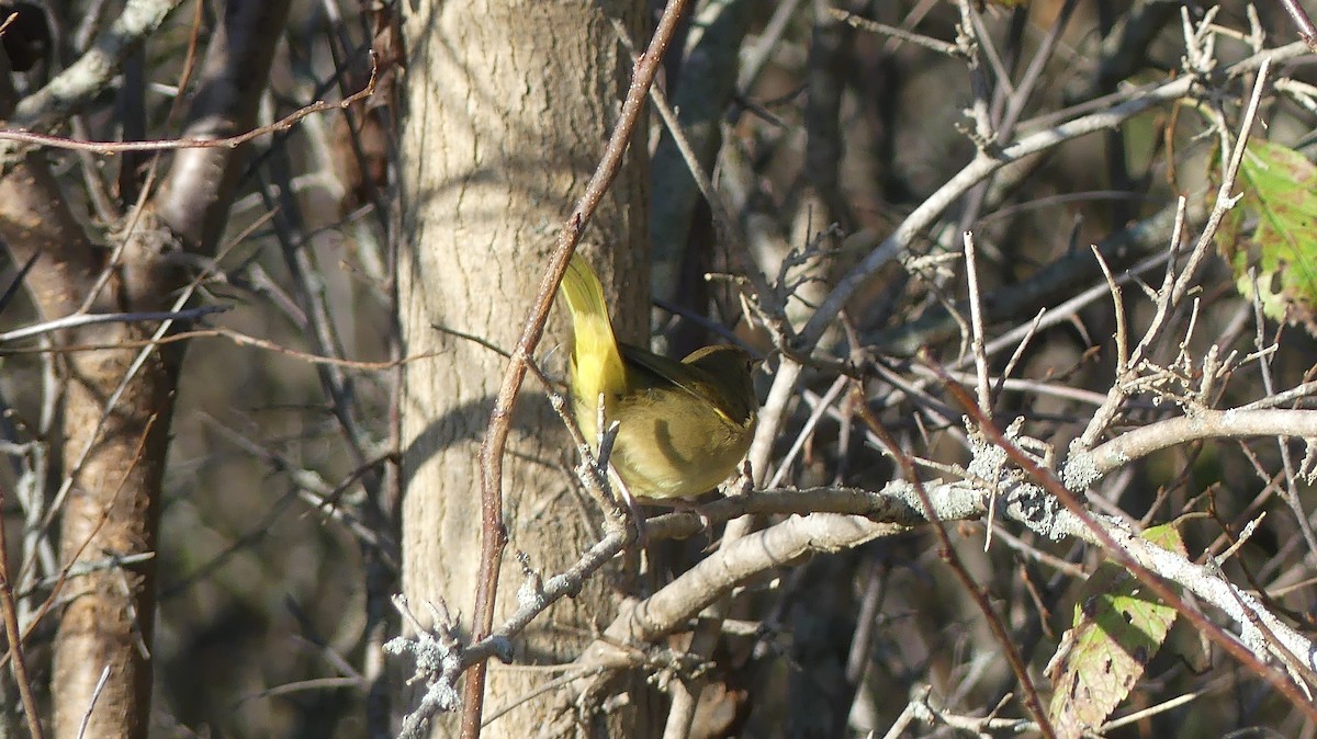 Common Yellowthroat - ML642988978