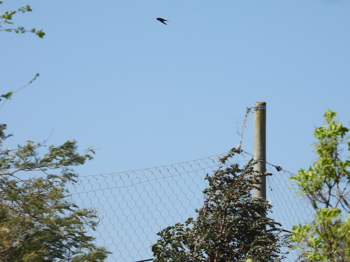 Golondrina Común - ML642988982
