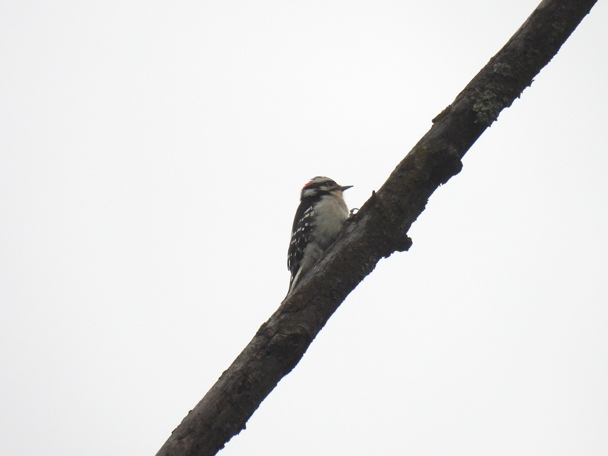 Downy Woodpecker - ML642988986