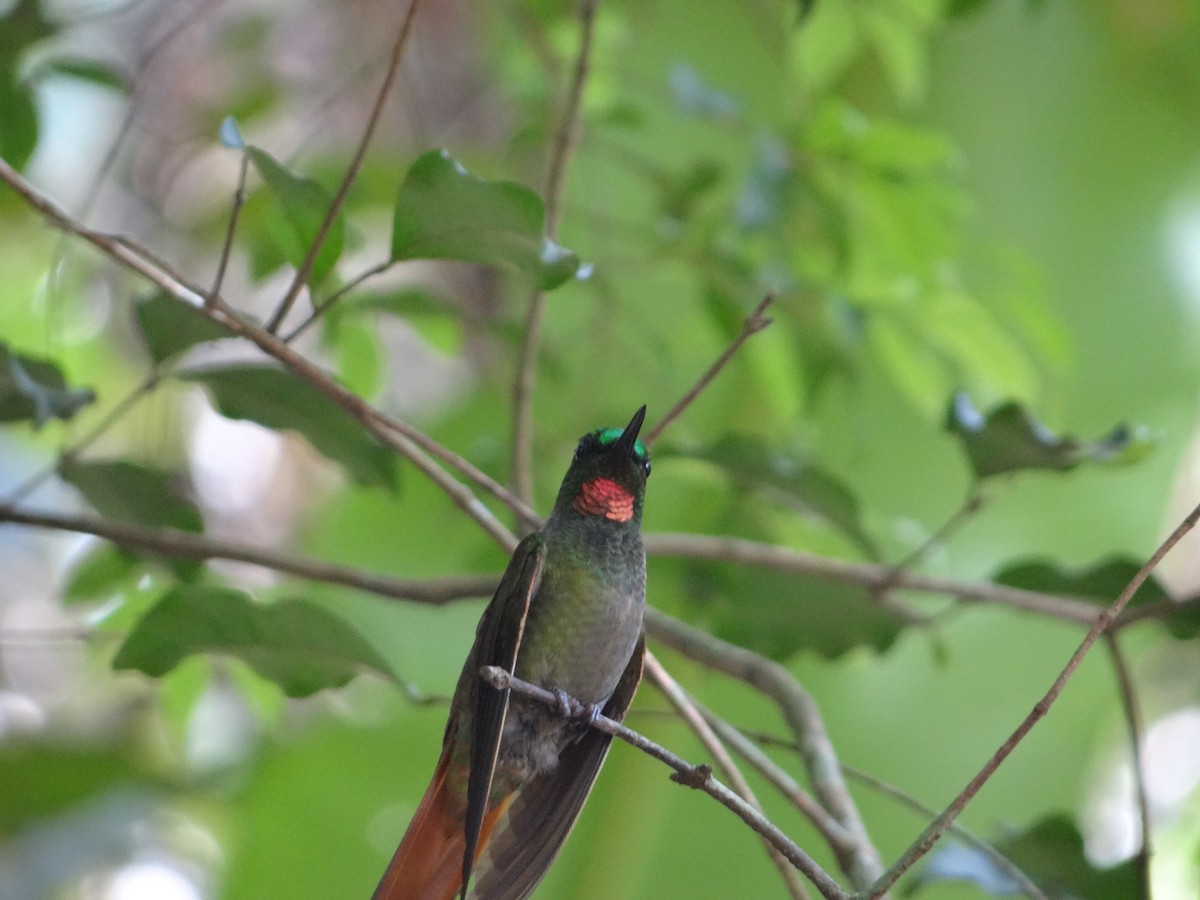 Colibrí Colirrojo - ML642989003