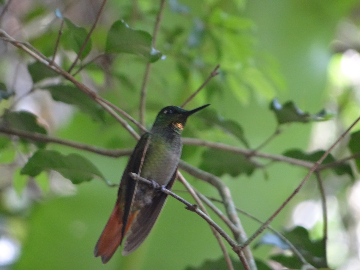 Colibrí Colirrojo - ML642989004