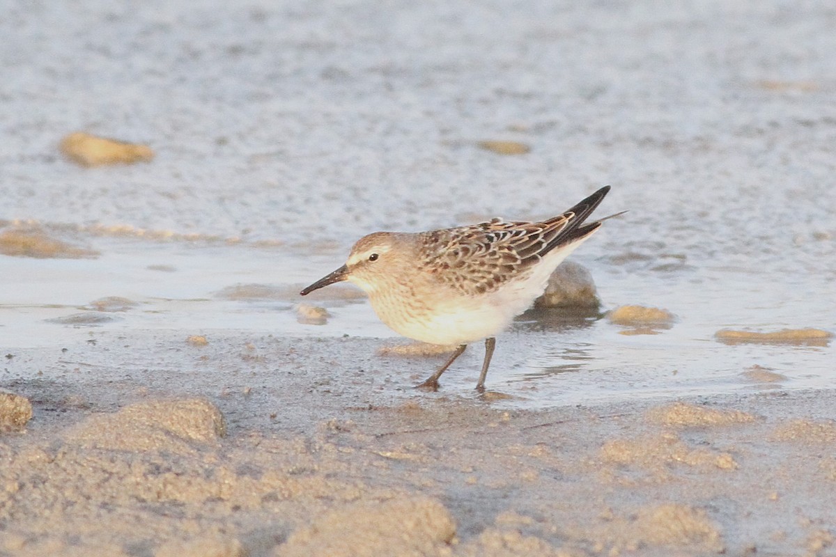 White-rumped Sandpiper - ML642989017