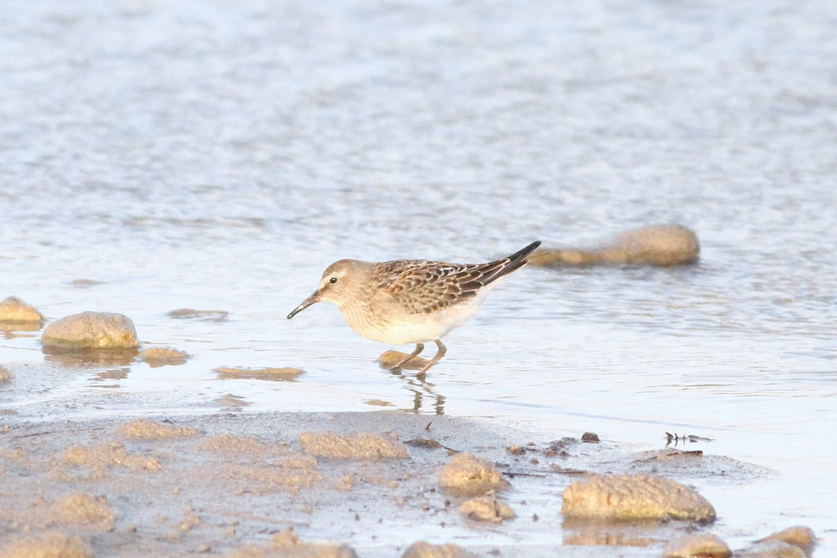 White-rumped Sandpiper - ML642989018