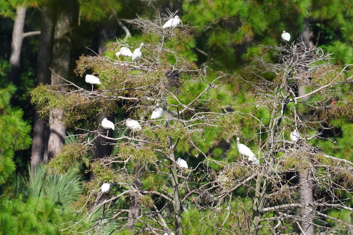 Ibis Blanco - ML642989019