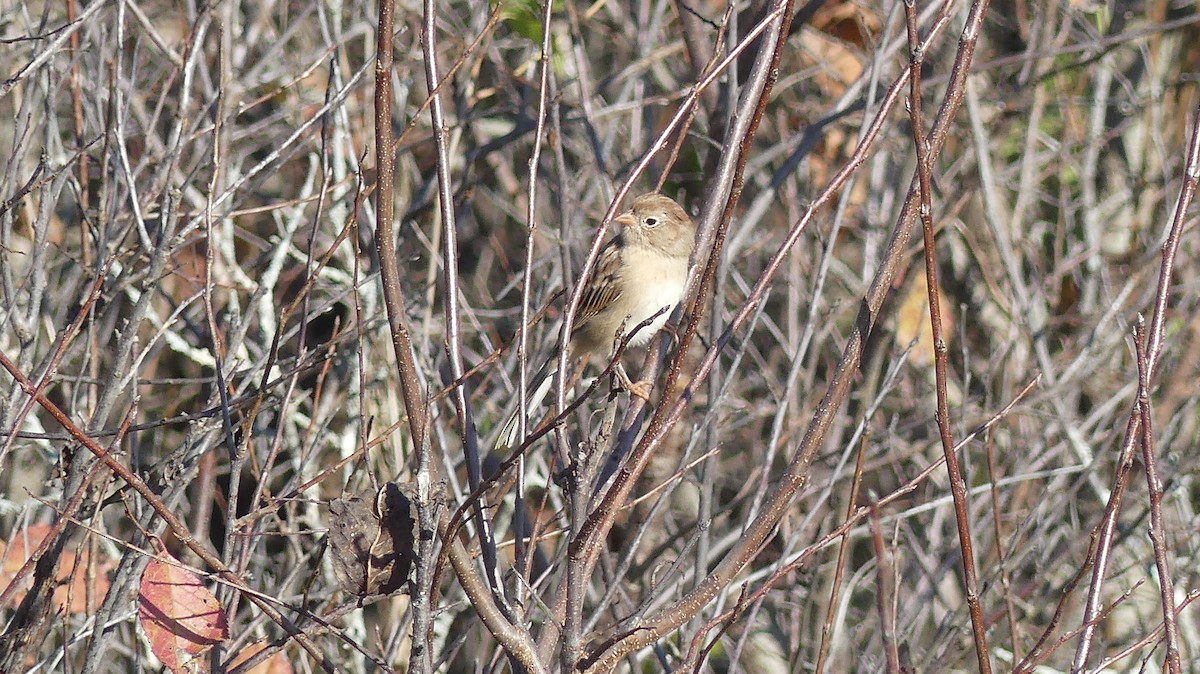 Field Sparrow - ML642989031