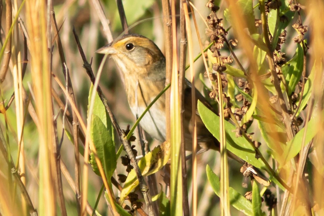 Nelson's Sparrow (Interior) - ML642989032