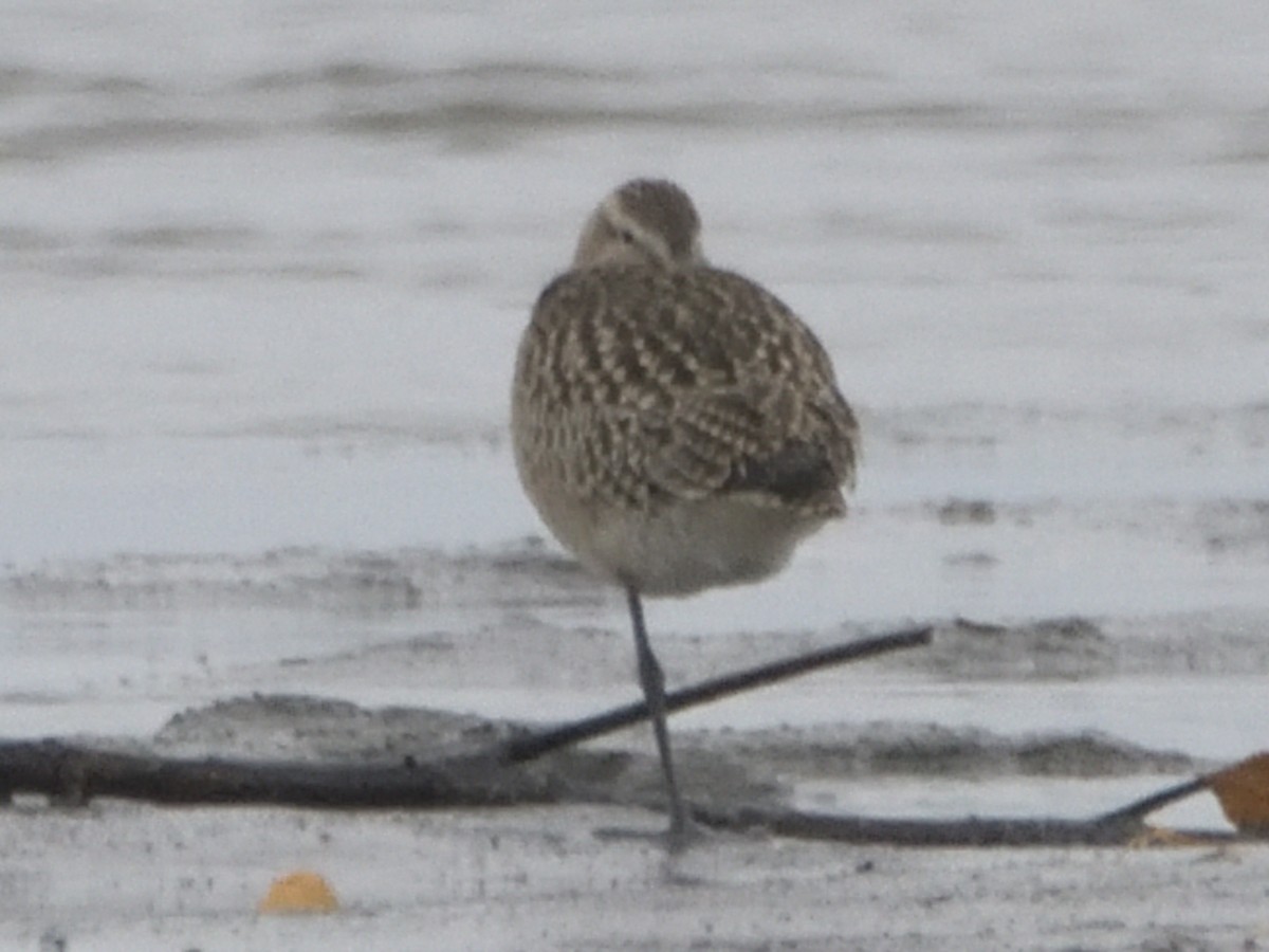 Bar-tailed Godwit - ML642989036