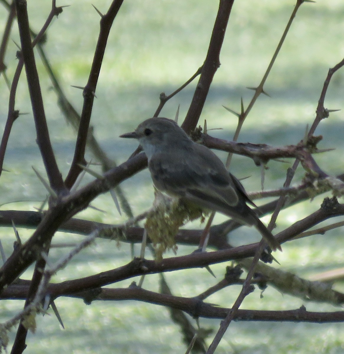 Vermilion Flycatcher - ML642989038