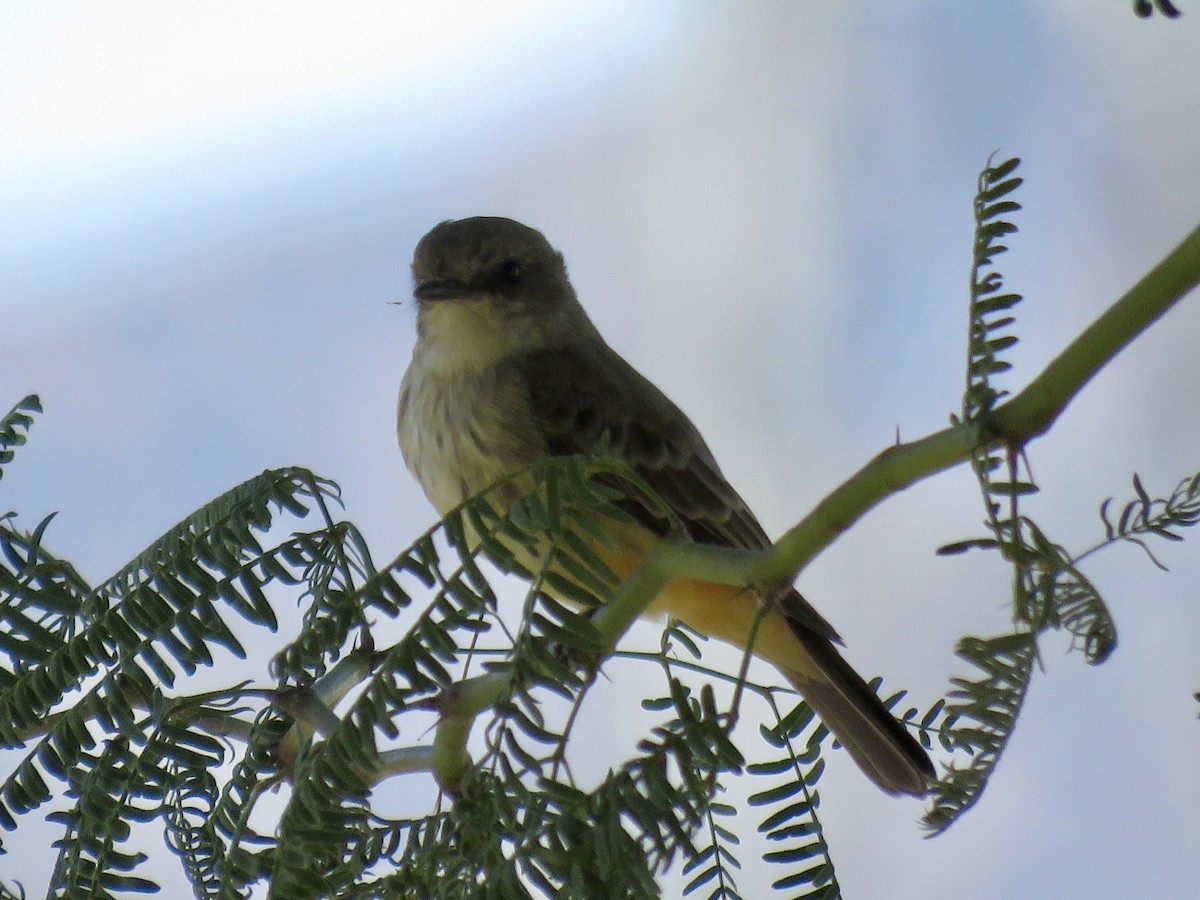 Vermilion Flycatcher - ML642989039