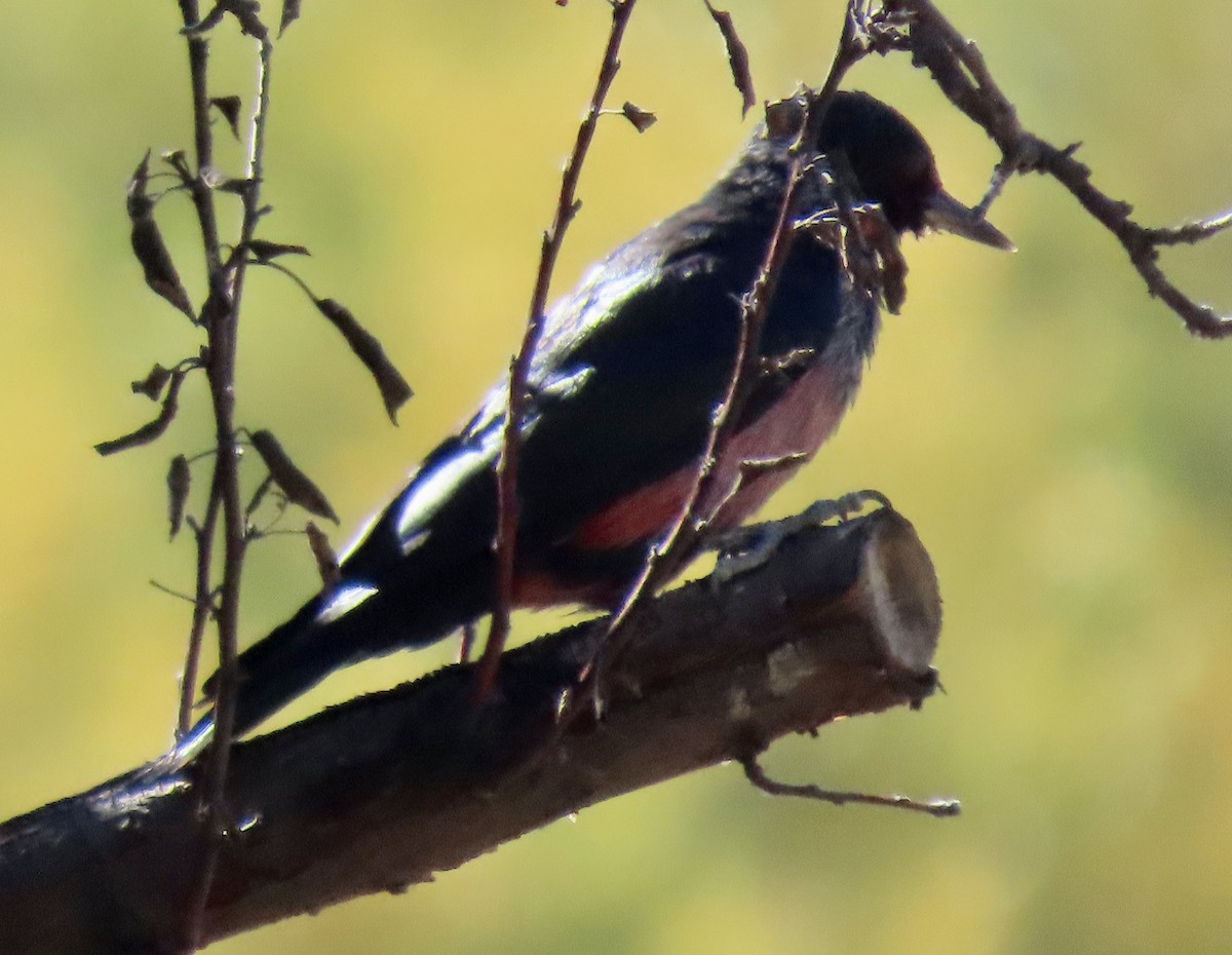 Lewis's Woodpecker - ML642989040