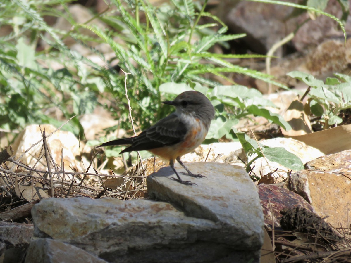 Vermilion Flycatcher - ML642989041