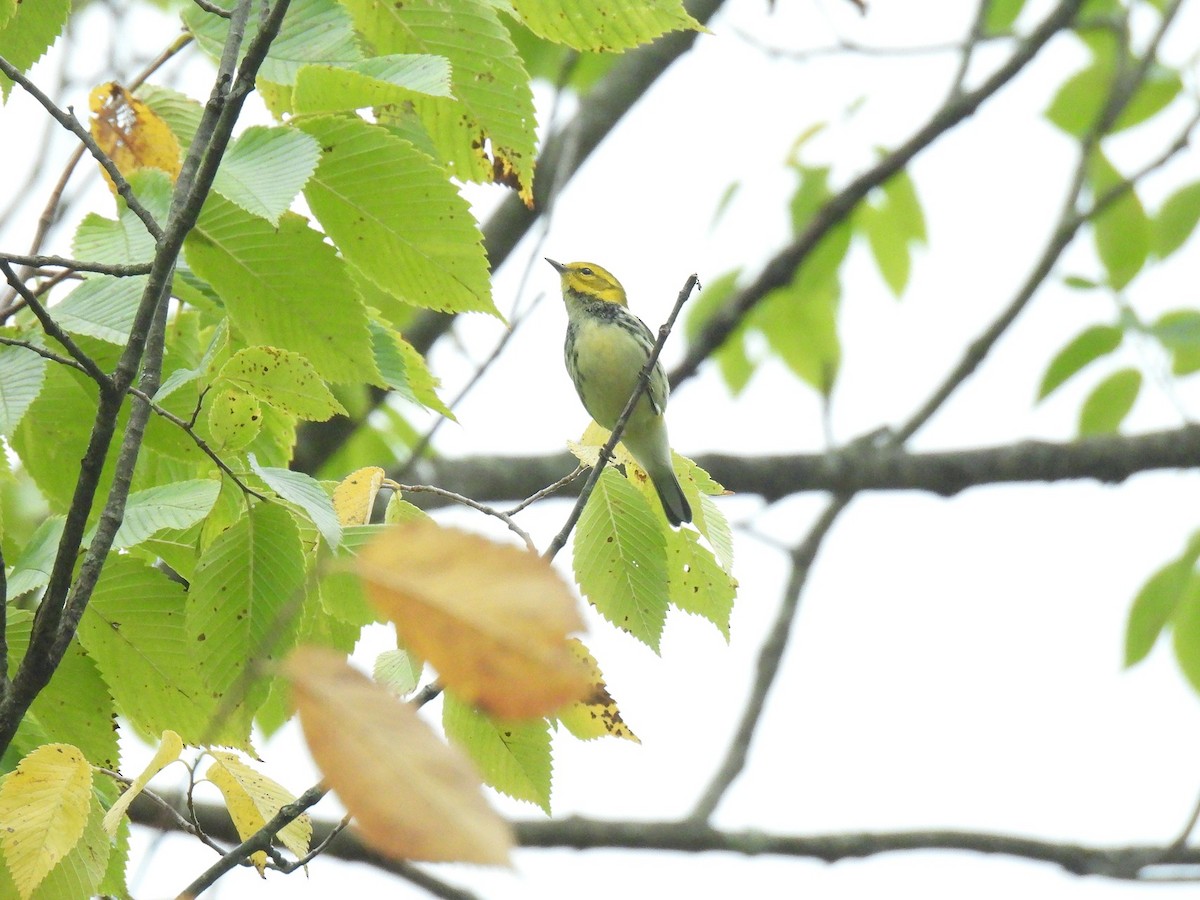 Black-throated Green Warbler - ML642989046