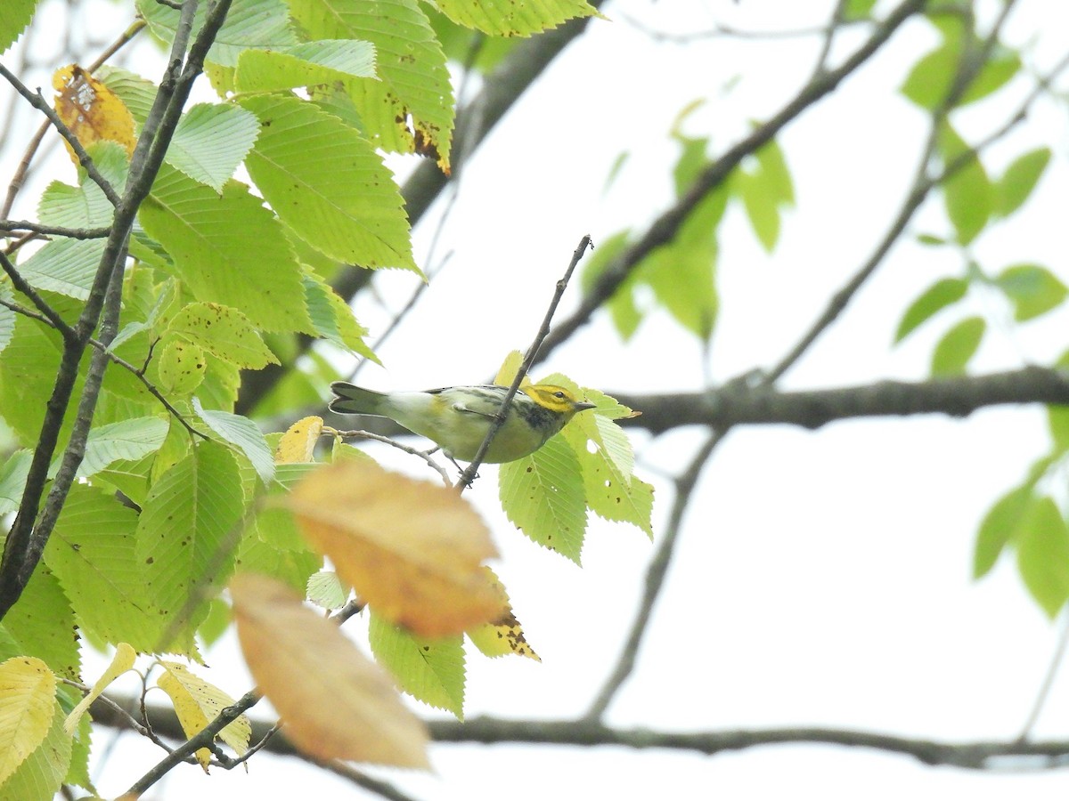Black-throated Green Warbler - ML642989047