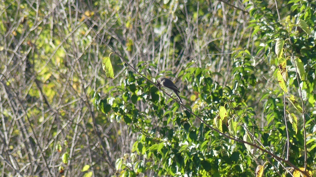 Eastern Phoebe - ML642989067