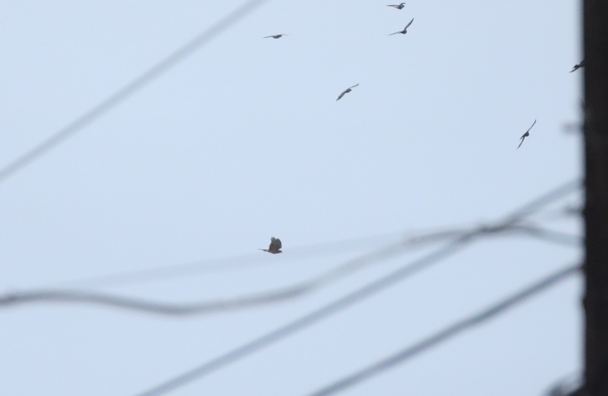 Cooper's Hawk - ML642989071