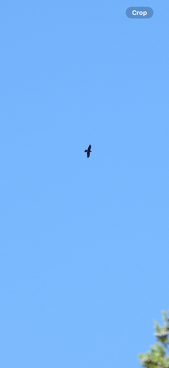 Common Raven - ML642989072