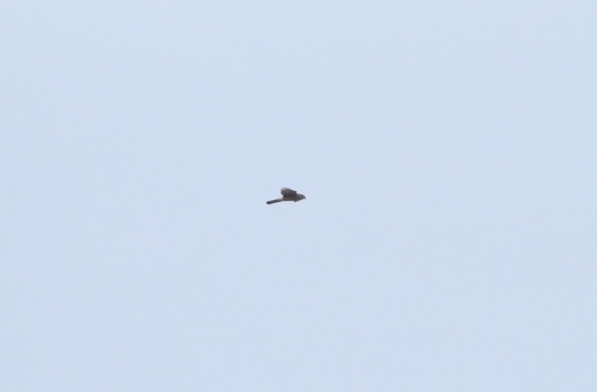 Cooper's Hawk - ML642989079