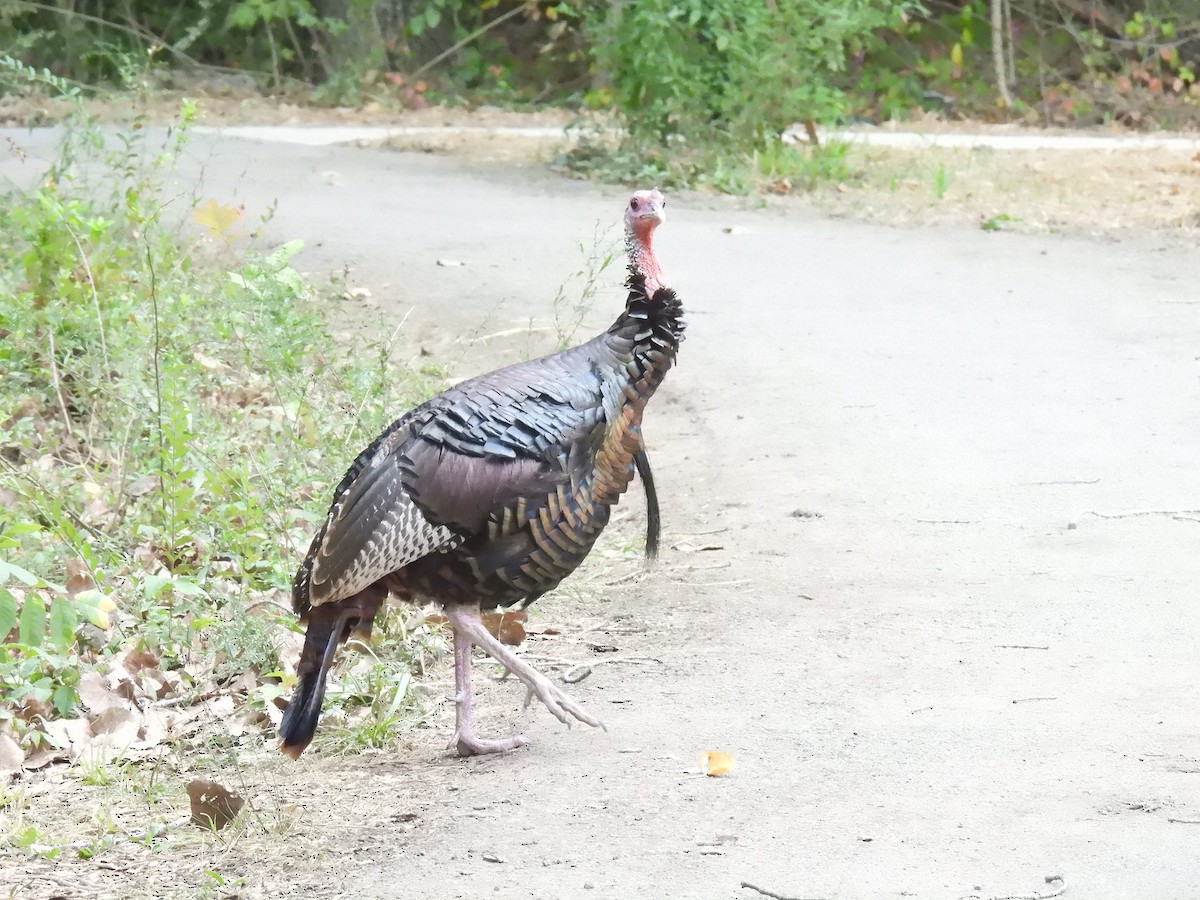 Wild Turkey - ML642989082