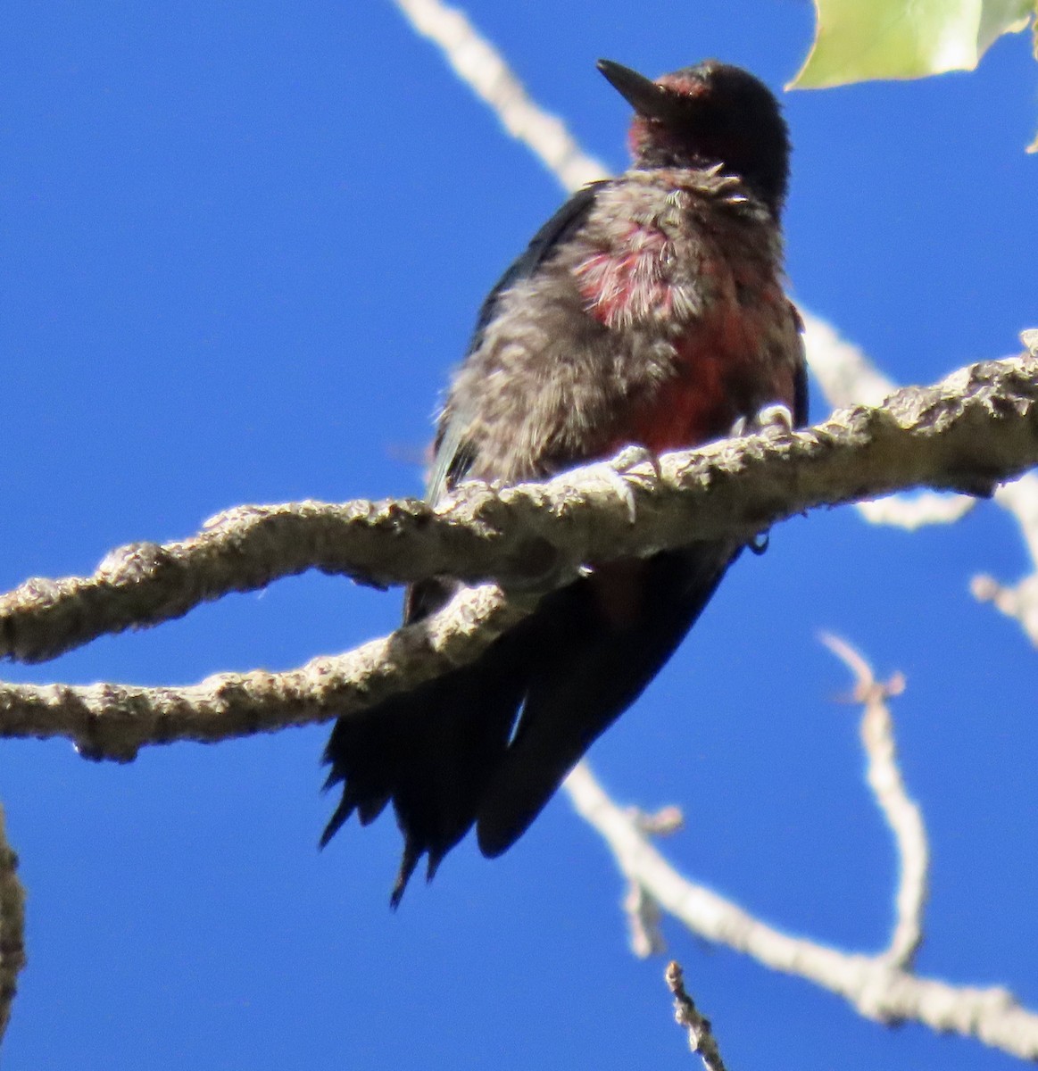 Lewis's Woodpecker - ML642989084