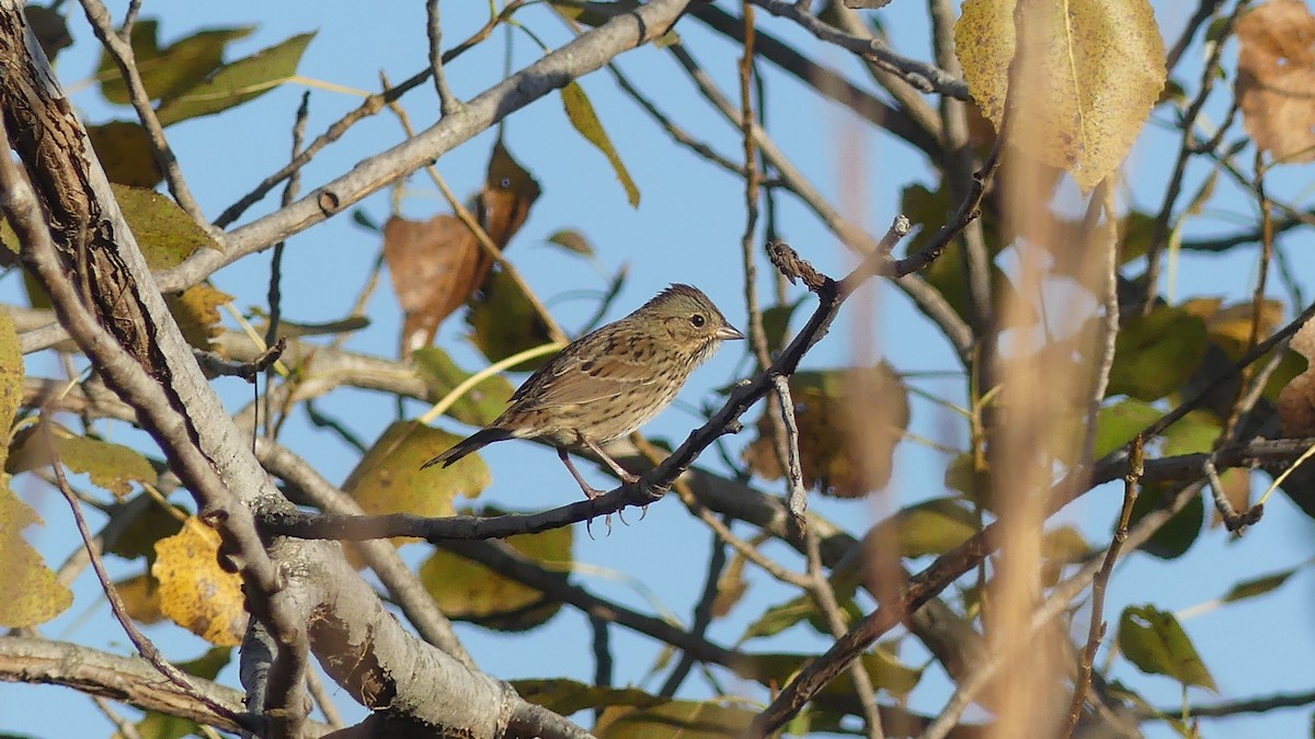 Lincoln's Sparrow - ML642989087