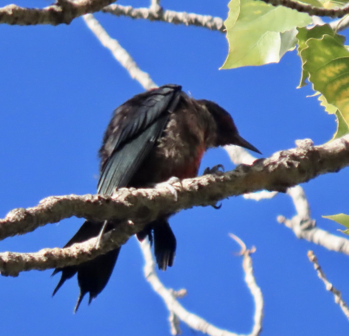 Lewis's Woodpecker - ML642989088