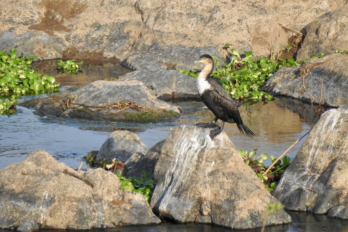 Great Cormorant (White-breasted) - ML642989093