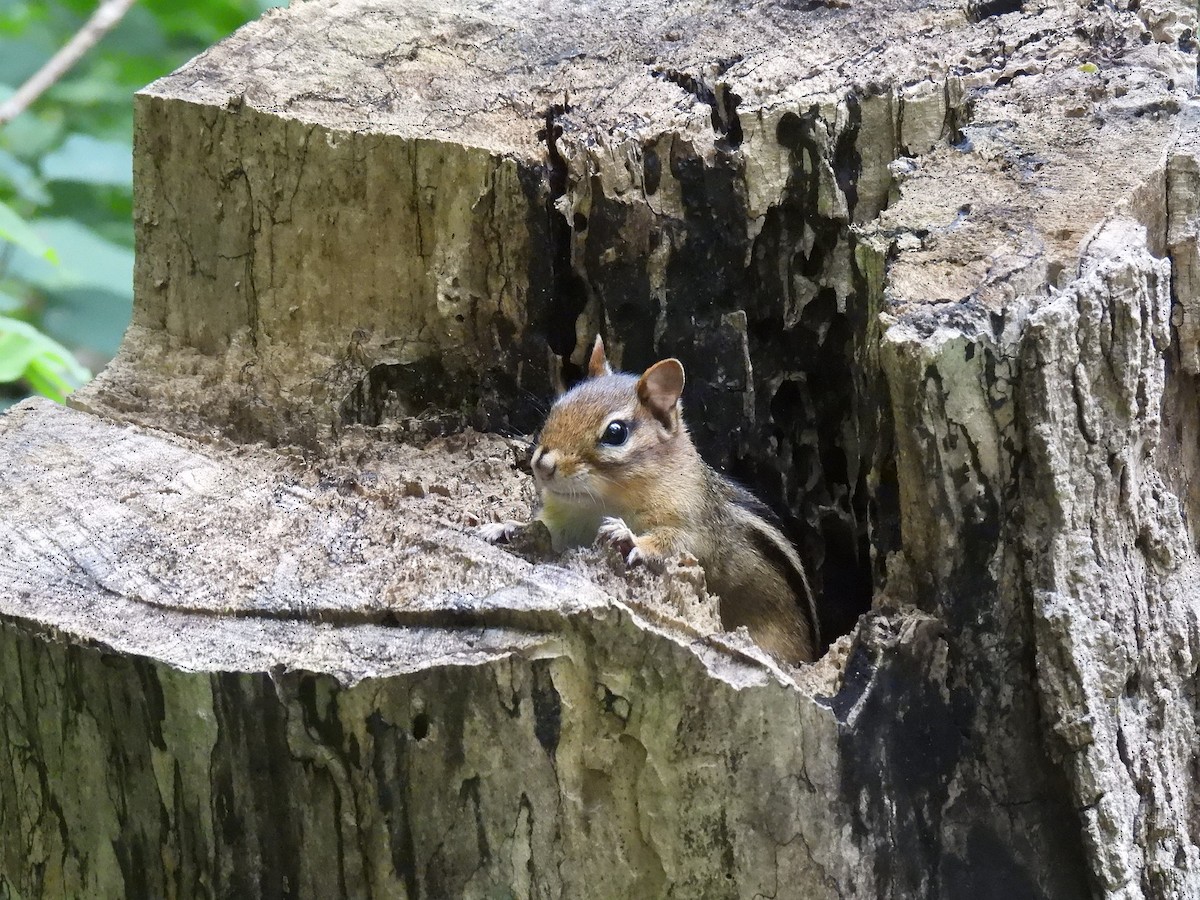 Eastern Chipmunk - ML642989115